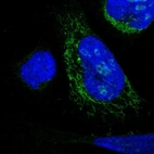 Immunofluorescent staining of human cell line U-2 OS shows localization to nucleoli & mitochondria.
