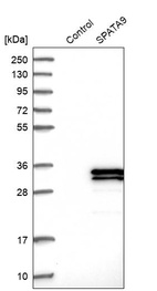 Anti-SPATA9 Antibody
