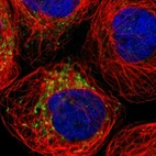 Immunofluorescent staining of human cell line A-431 shows localization to mitochondria.