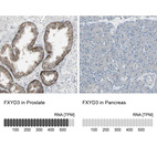 Anti-FXYD3 Antibody