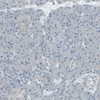 Immunohistochemical staining of human pancreas shows low expression as expected.