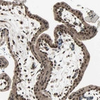 Immunohistochemical staining of human placenta shows strong nuclear-cytoplasmic positivity in trophoblastic cells.