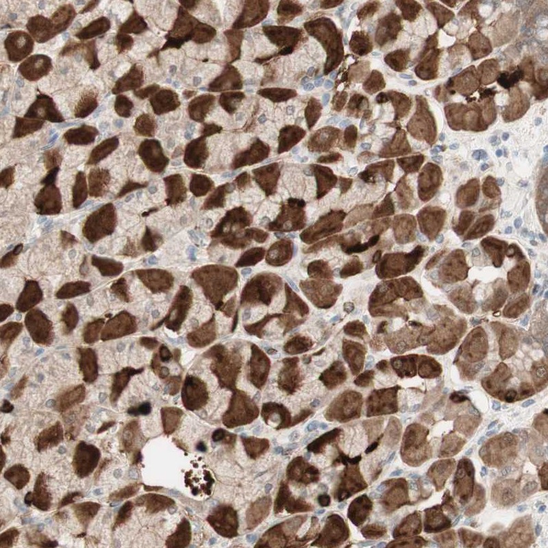 Anti-MUC3A Antibody