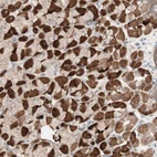 Anti-MUC3A Antibody