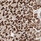Anti-MUC3A Antibody