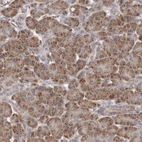 Immunohistochemical staining of human pancreas shows strong cytoplasmic granular positivity in exocrine glandular cells.