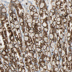 Anti-ALCAM Antibody