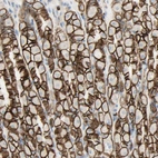 Immunohistochemical staining of human stomach shows strong membranous positivity in glandular cells.