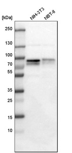 Western blot analysis in mouse cell line NIH-3T3 and rat cell line NBT-II.