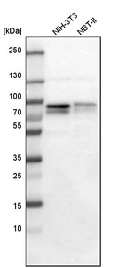 Western blot analysis in mouse cell line NIH-3T3 and rat cell line NBT-II.
