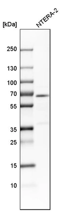 Western blot analysis in human cell line NTERA-2.
