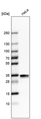 Western blot analysis in human cell line HeLa.
