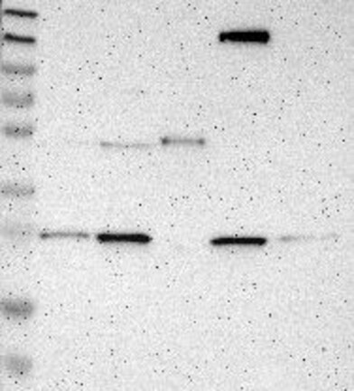 Anti-CD300A Antibody