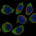 Immunofluorescent staining of human cell line THP-1 shows localization to plasma membrane.