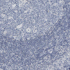 Immunohistochemical staining of human tonsil shows no positivity as expected.