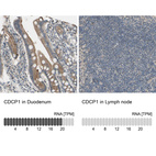 Anti-CDCP1 Antibody