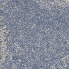 Immunohistochemical staining of human lymph node shows low expression in non-germinal center cells as expected.
