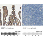 Anti-CDCP1 Antibody