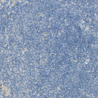 Anti-CDCP1 Antibody