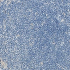 Immunohistochemical staining of human lymph node shows no positivity in non-germinal center cells as expected.