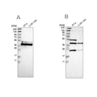 Western blot analysis using Anti-CCDC51 antibody HPA010980 (A) shows similar pattern to independent antibody HPA011408 (B).