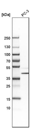 Western blot analysis in human cell line PC-3.
