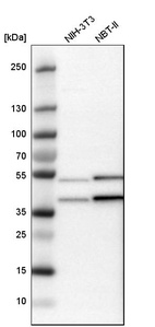 Western blot analysis in mouse cell line NIH-3T3 and rat cell line NBT-II.