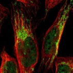 Immunofluorescent staining of human cell line U-2 OS shows localization to nucleoplasm & mitochondria.