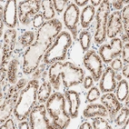 Immunohistochemical staining of human kidney shows strong positivity in Golgi apparatus in cells in tubules.