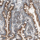 Immunohistochemical staining of human duodenum shows strong positivity in Golgi apparatus in glandular cells.