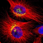 Immunofluorescent staining of human cell line U-251 MG shows localization to the Golgi apparatus.