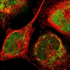 Immunofluorescent staining of human cell line A-431 shows localization to nucleus & mitochondria.