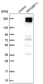 Western blot analysis in control (vector only transfected HEK293T lysate) and ARHGEF11 over-expression lysate (Co-expressed with a C-terminal myc-DDK tag (~3.1 kDa) in mammalian HEK293T cells, LY404959).