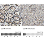 Anti-LETM1 Antibody