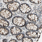 Immunohistochemical staining of human colon shows high expression.