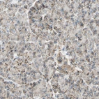 Immunohistochemical staining of human pancreas shows low expression as expected.