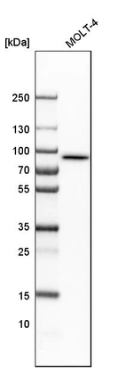 Western blot analysis in human cell line MOLT-4.