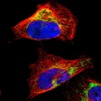 Immunofluorescent staining of human cell line U-251 MG shows localization to mitochondria.
