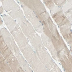 Immunohistochemical staining of human skeletal muscle shows very weak positivity in myocytes.