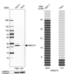 Western blot analysis in human cell lines MCF-7 and HeLa using Anti-ARMC10 antibody. Corresponding ARMC10 RNA-seq data are presented for the same cell lines. Loading control: Anti-HSP90B1.