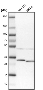 Western blot analysis in mouse cell line NIH-3T3 and rat cell line NBT-II.