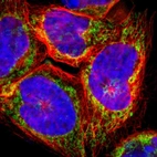Immunofluorescent staining of human cell line A-431 shows localization to mitochondria.