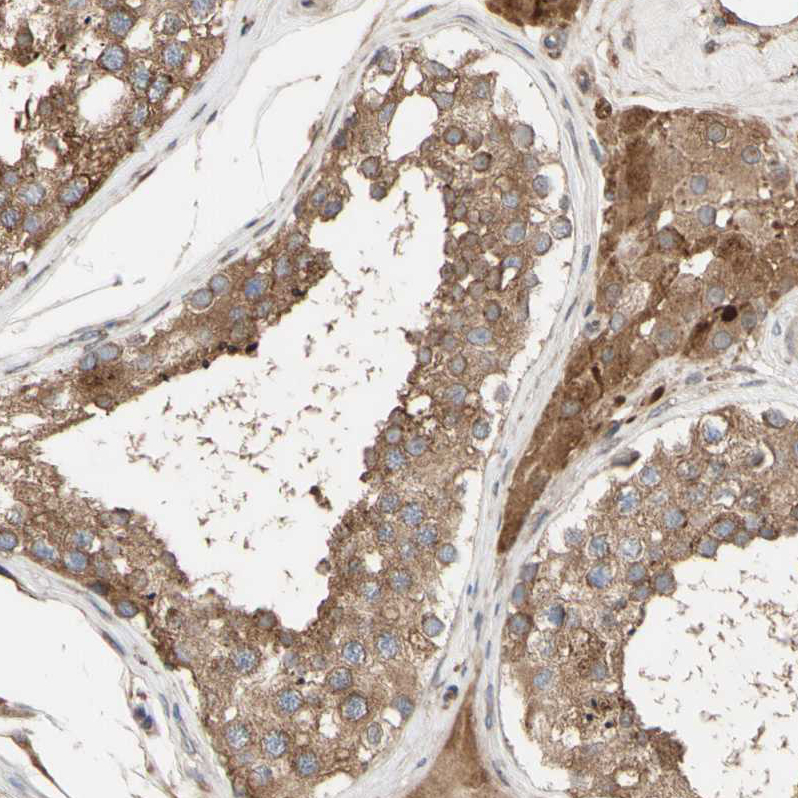 Anti-NECTIN3 Antibody
