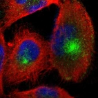 Immunofluorescent staining of human cell line U-251 MG shows localization to microtubule organizing center.
