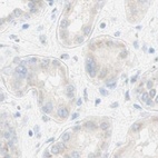 Immunohistochemical staining of human kidney using Anti-MANEA antibody HPA011046.