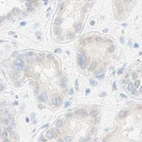 Immunohistochemical staining of human kidney using Anti-MANEA antibody HPA011046.