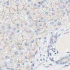 Immunohistochemical staining of human liver using Anti-MANEA antibody HPA011046.