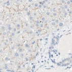 Immunohistochemical staining of human liver using Anti-MANEA antibody HPA011046.