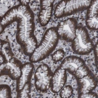 Immunohistochemical staining of human stomach shows strong cytoplasmic positivity in glandular cells.