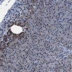 Immunohistochemical staining of human pancreas shows very weak cytoplasmic positivity in exocrine glandular cells.